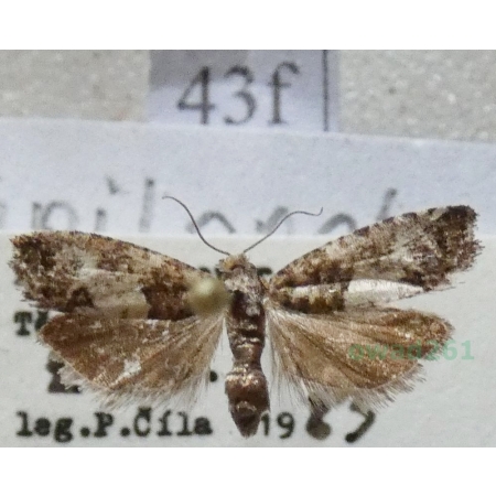 Spilonota ocellana (Denis & Schiffermüller, 1775) Wydłubka oczateczka Czech43f